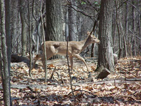 Deer at Dayspring by Aeren Martinez